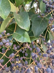 Ligustrum lucidum