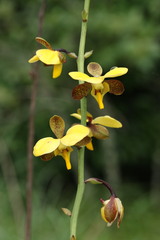 Eulophia streptopetala