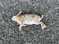 Oryctolagus cuniculus cuniculus