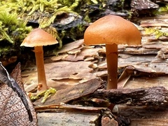 Galerina marginata