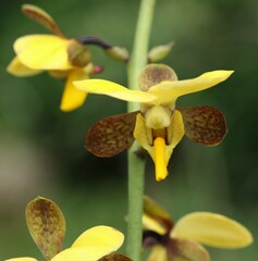Eulophia streptopetala