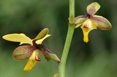 Eulophia streptopetala