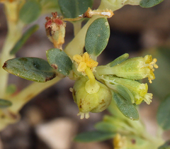 Euphorbia ocellata arenicola