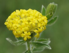 Lasiosiphon anthylloides