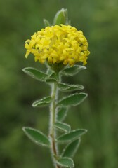 Lasiosiphon anthylloides