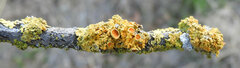 Polycauliona polycarpa