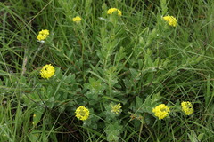 Lasiosiphon anthylloides