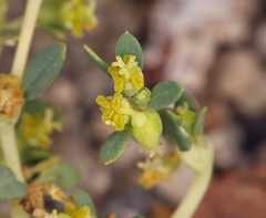 Euphorbia ocellata arenicola