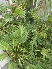 Thaumatophyllum xanadu