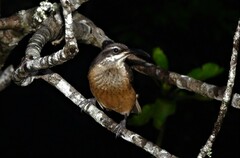 Ptiloris victoriae