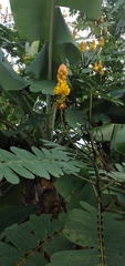 Senna reticulata