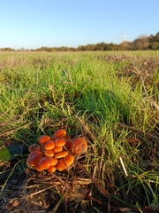 Flammulina