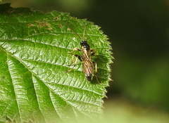 Ichneumon