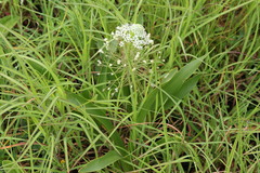 Schizocarphus nervosus