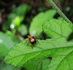 Apoderinae