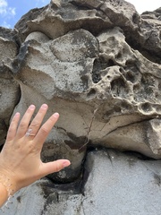 Ctenomorpha marginipennis