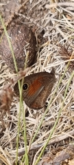 Cassionympha detecta