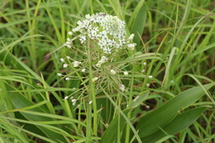 Schizocarphus nervosus