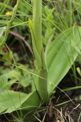 Satyrium longicauda