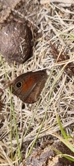 Cassionympha detecta