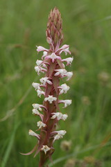 Satyrium longicauda