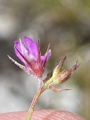 Indigofera sarmentosa