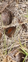 Cassionympha detecta