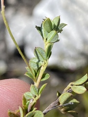 Indigofera sarmentosa