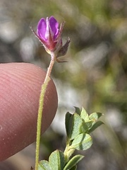 Indigofera sarmentosa