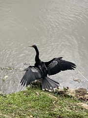 Anhinga anhinga