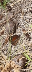 Cassionympha detecta
