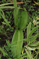 Satyrium longicauda