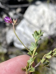 Indigofera sarmentosa