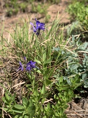 Veronica cusickii