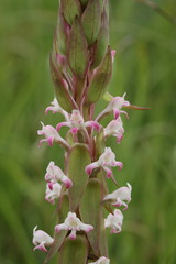 Satyrium longicauda