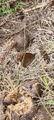 Cassionympha detecta