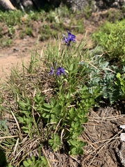 Veronica cusickii