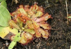 Drosera natalensis