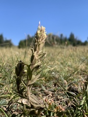 Castilleja chrysantha