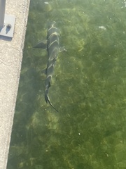 Negaprion brevirostris