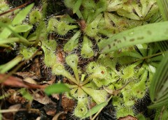 Drosera natalensis