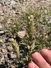 Castilleja chrysantha