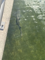 Negaprion brevirostris