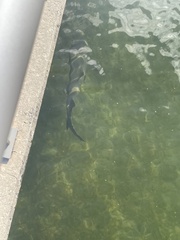 Negaprion brevirostris