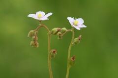 Drosera natalensis
