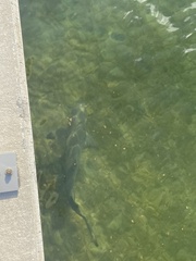 Negaprion brevirostris