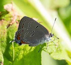 Satyrium acadica