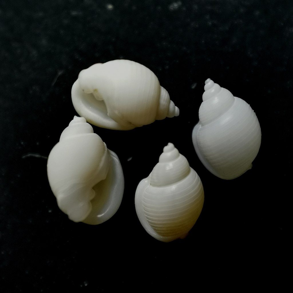 Ringiculoidea
