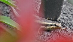 Trachylepis punctatissima