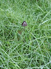 Agaricomycotina